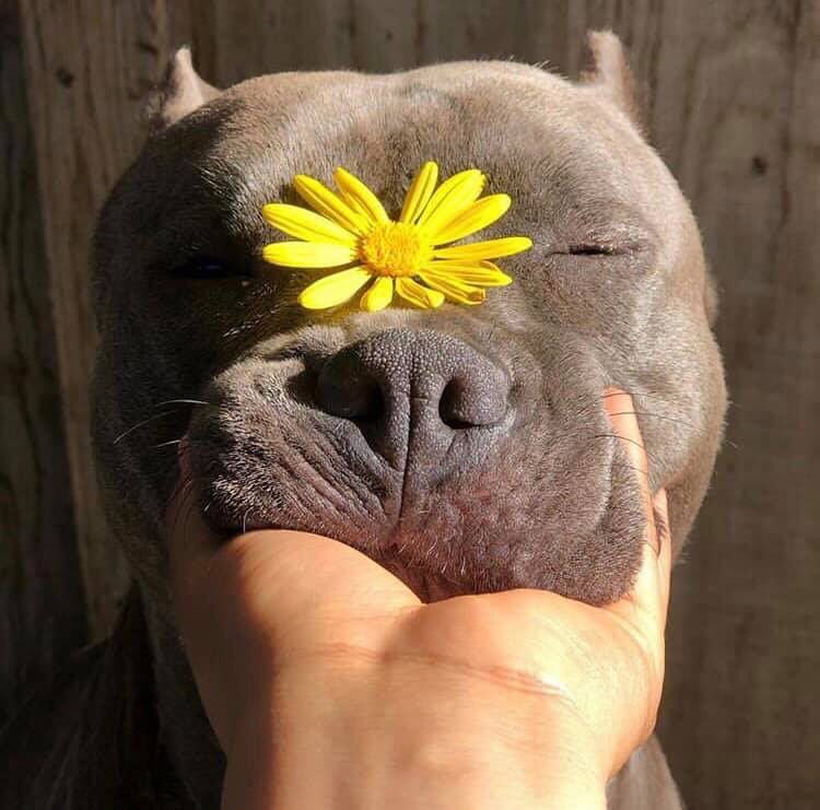 Image 9432 — Pets