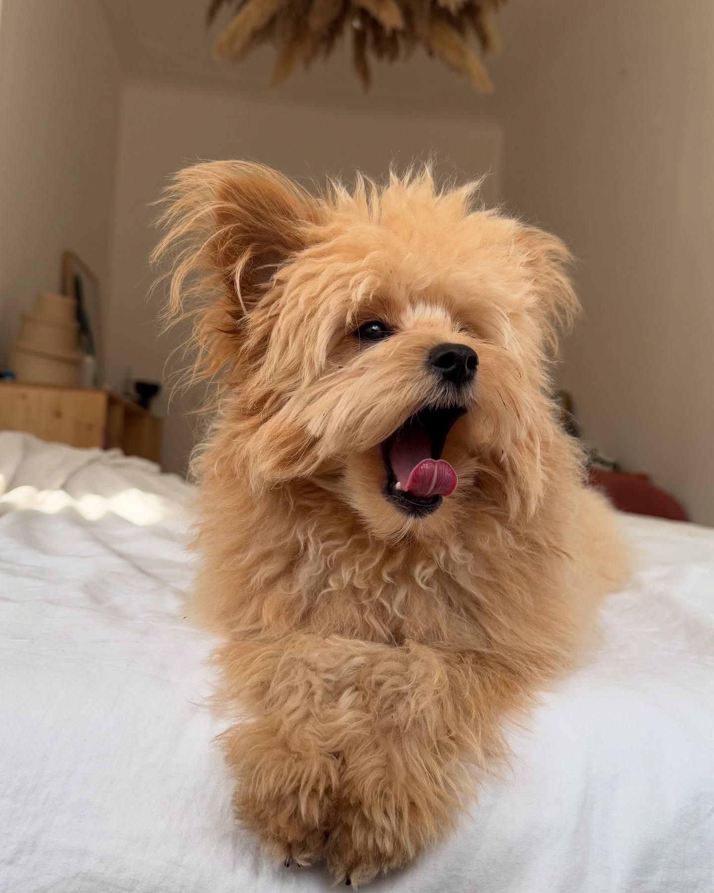 Fluffy Dog Yawning On Bed