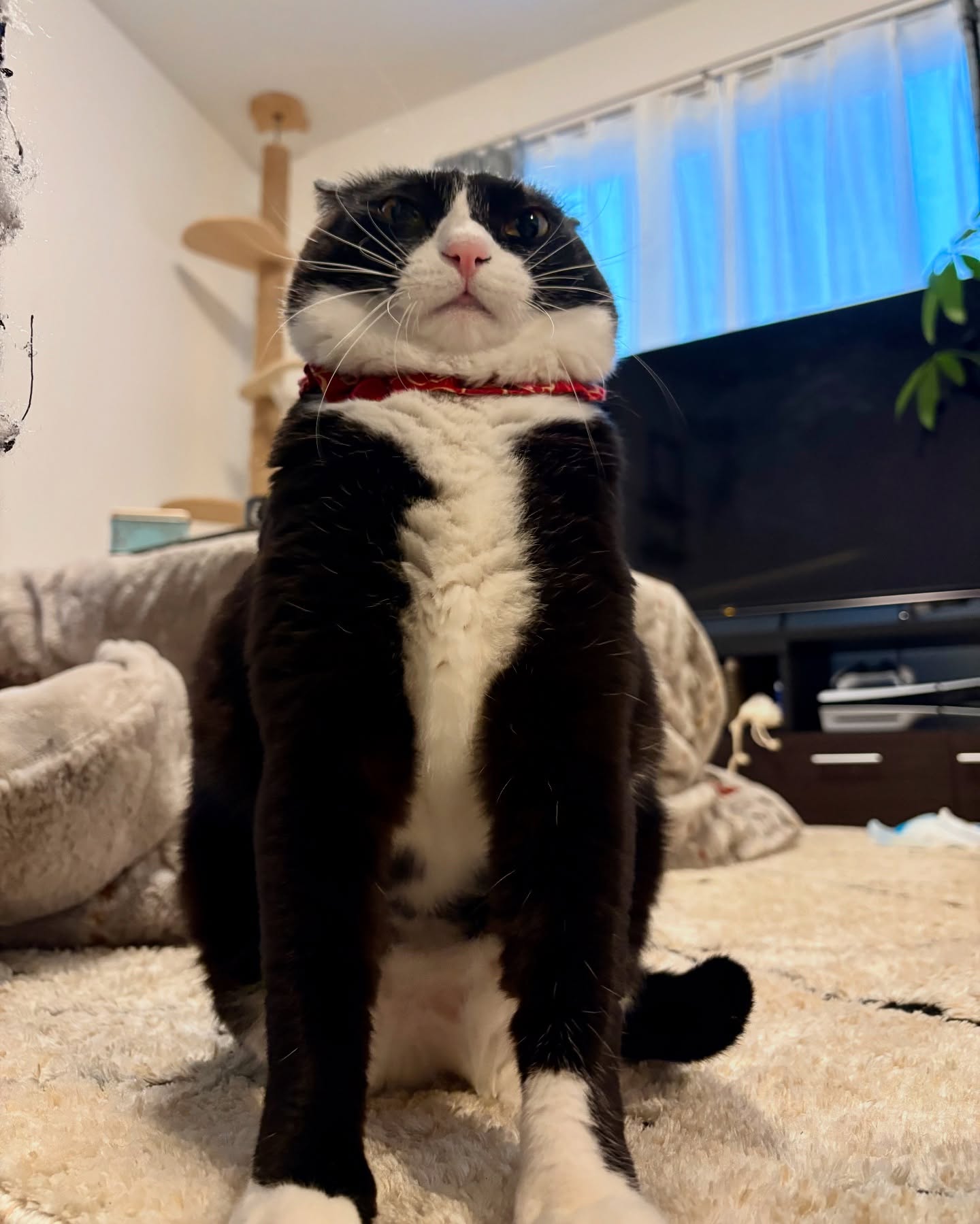 Black and White Cat Sitting Upright