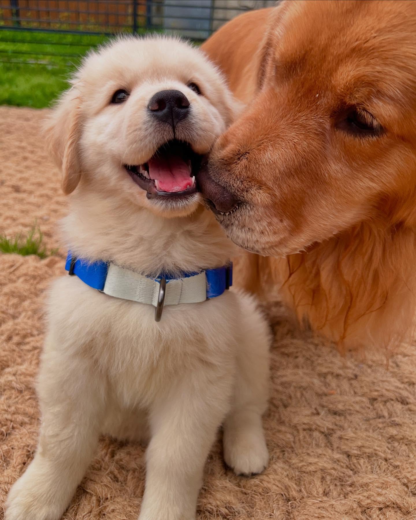 Adult Golden Retriever Nuzzles Puppy