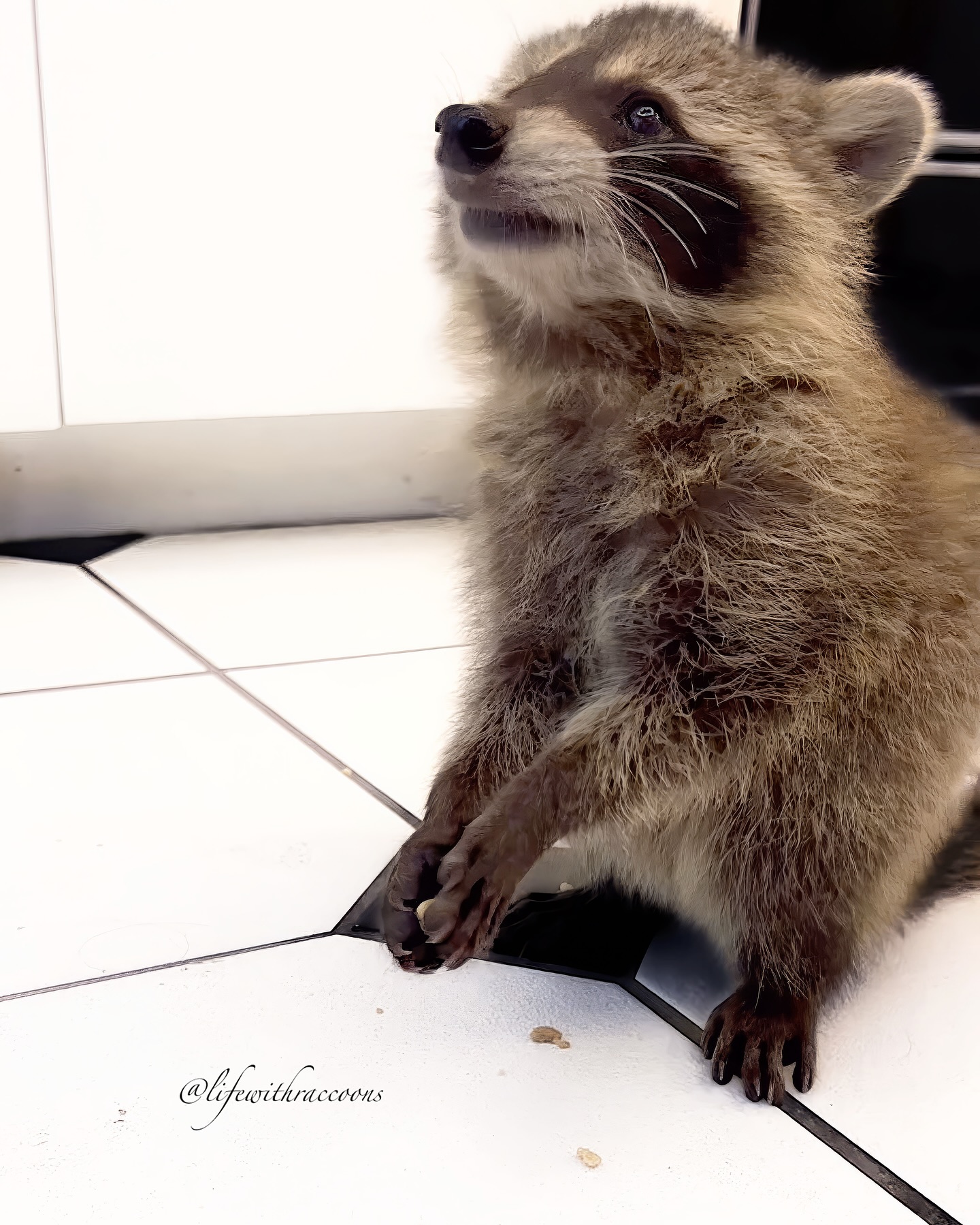 Curious Pet Raccoon Looking Up