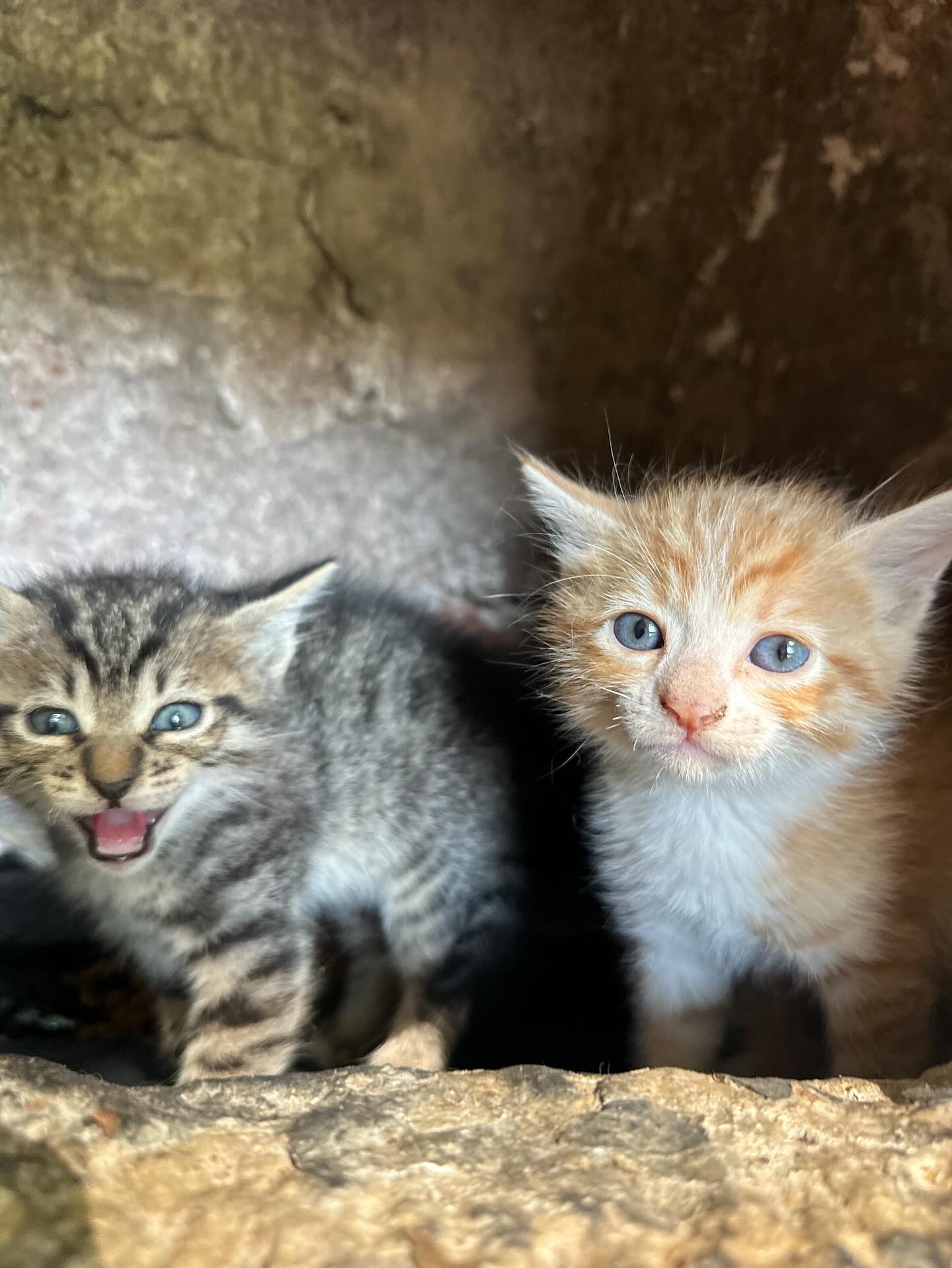 Two Blue-Eyed Kittens