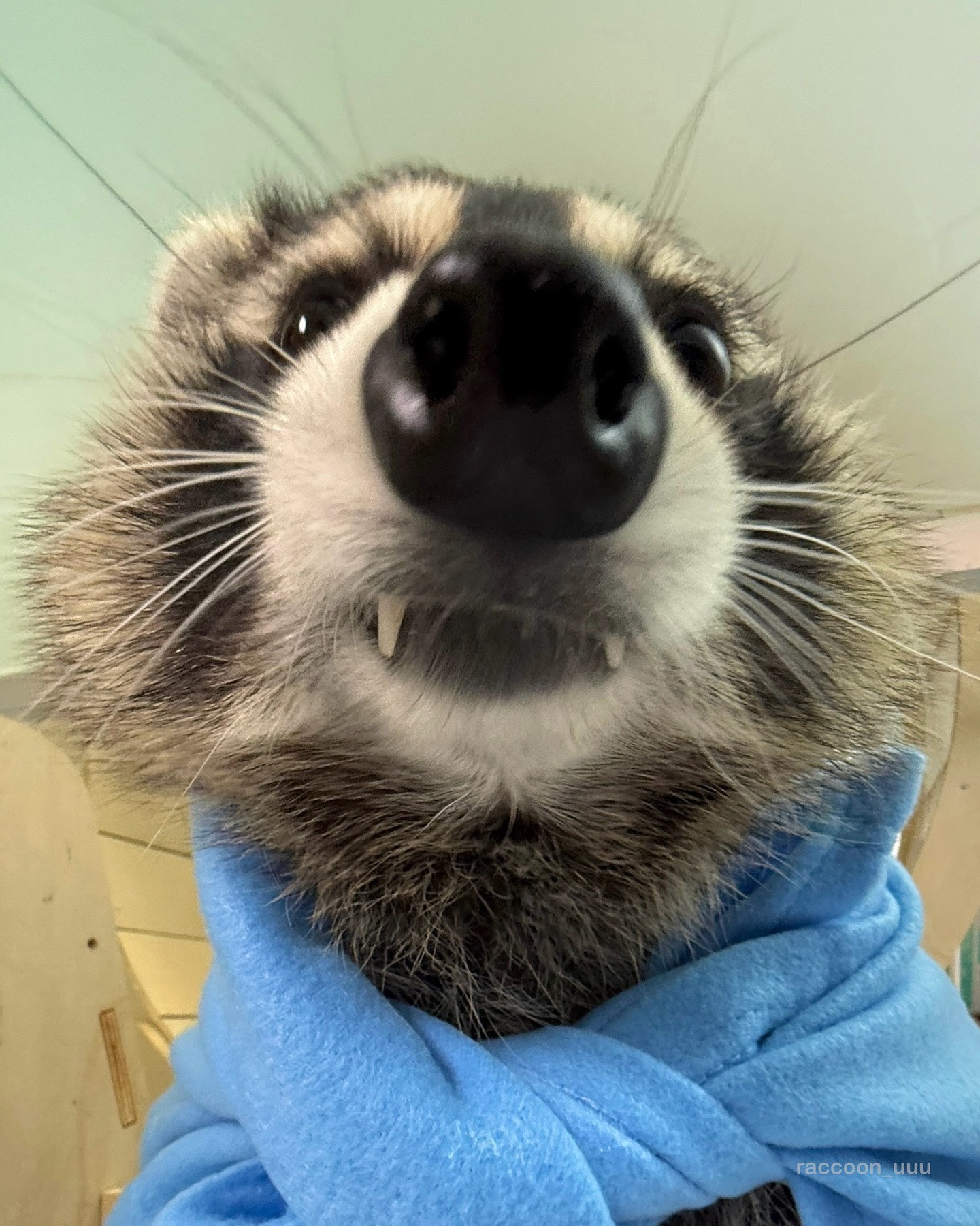 Close Up of a Raccoon