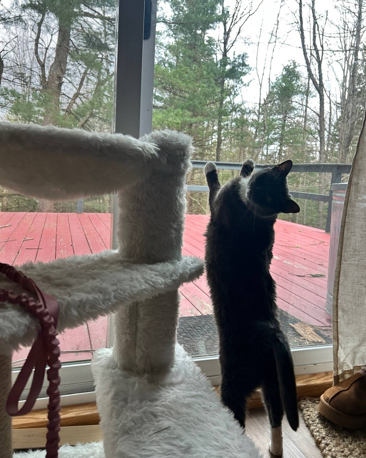 Black and White Cat Stretching By Window