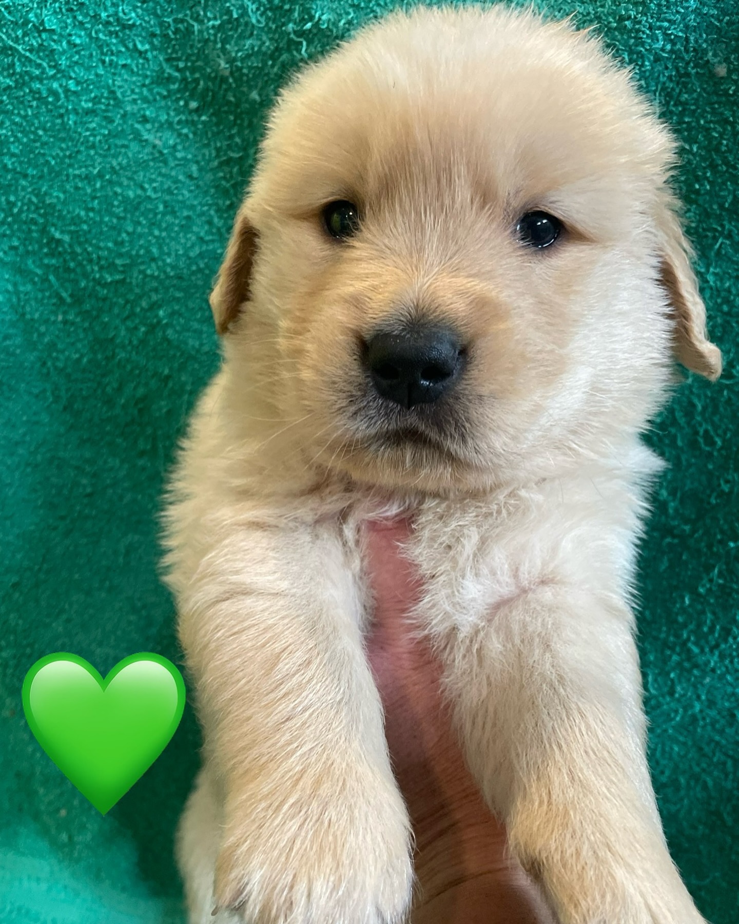 Golden Retriever Puppy Close Up
