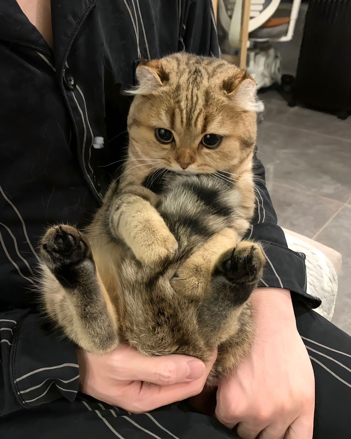 Folded Ear Tabby Cat Held On Lap
