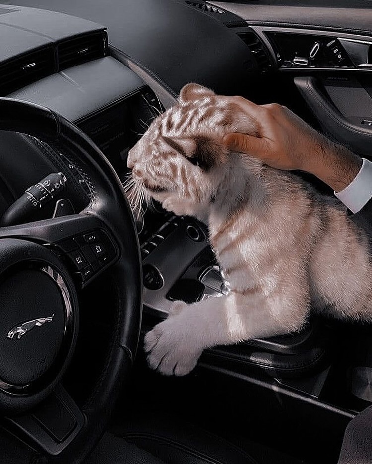 Tiger Cub in Jaguar Car Interior