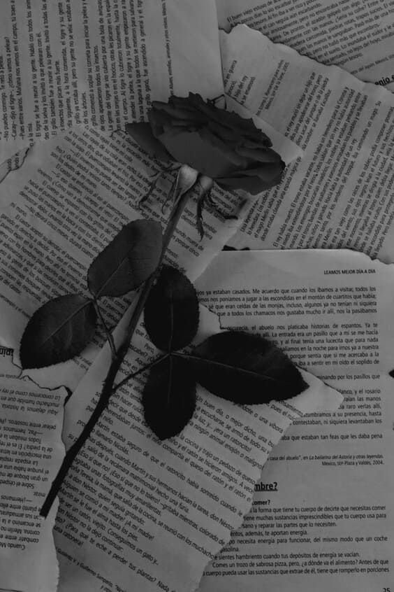 Dried Rose on Torn Book Pages