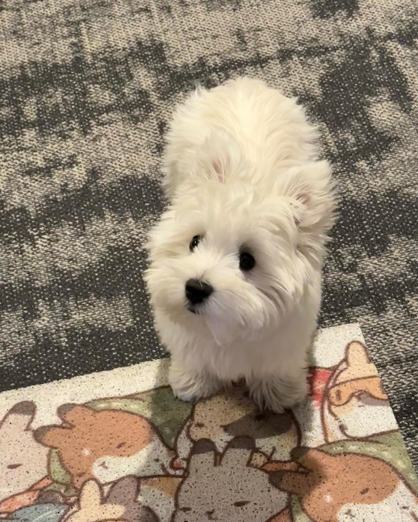 Cute Fluffy White Puppy