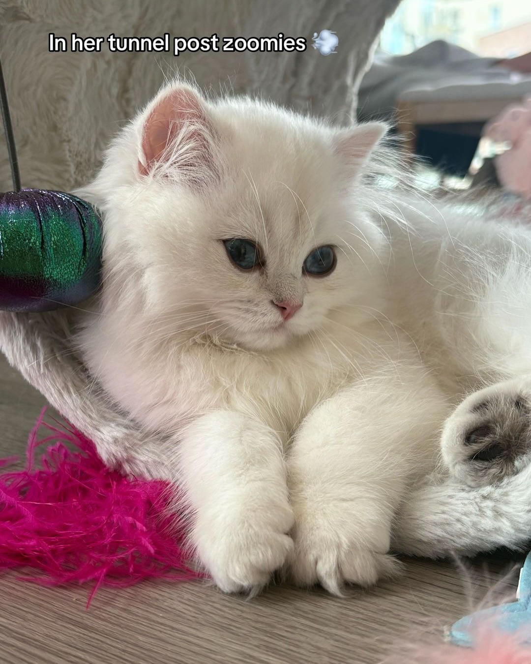 Fluffy White Kitten Resting In Tunnel