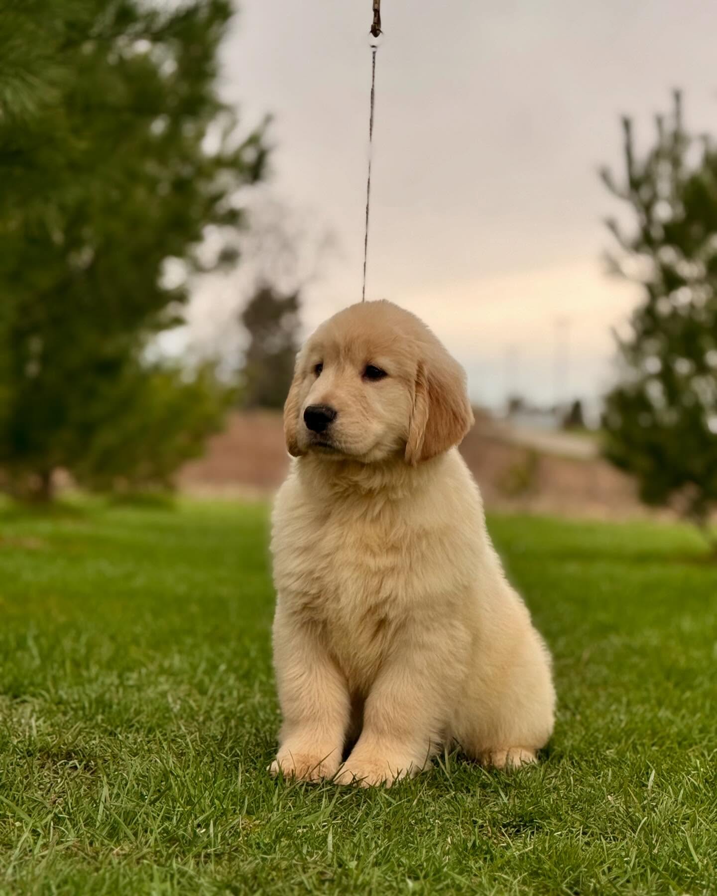 Golden Retriever Puppy Sitting On Grass