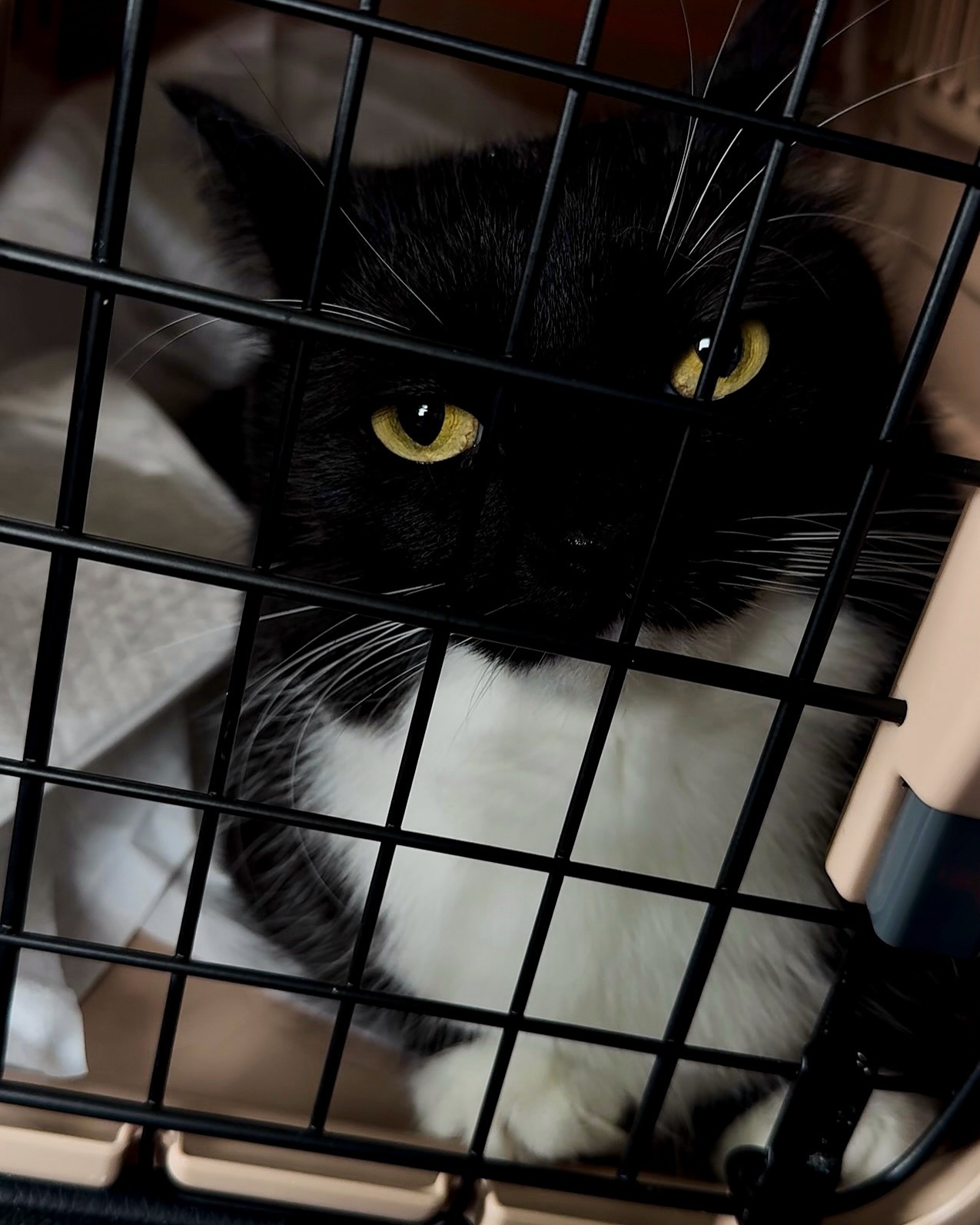 Black and White Cat Inside Pet Crate