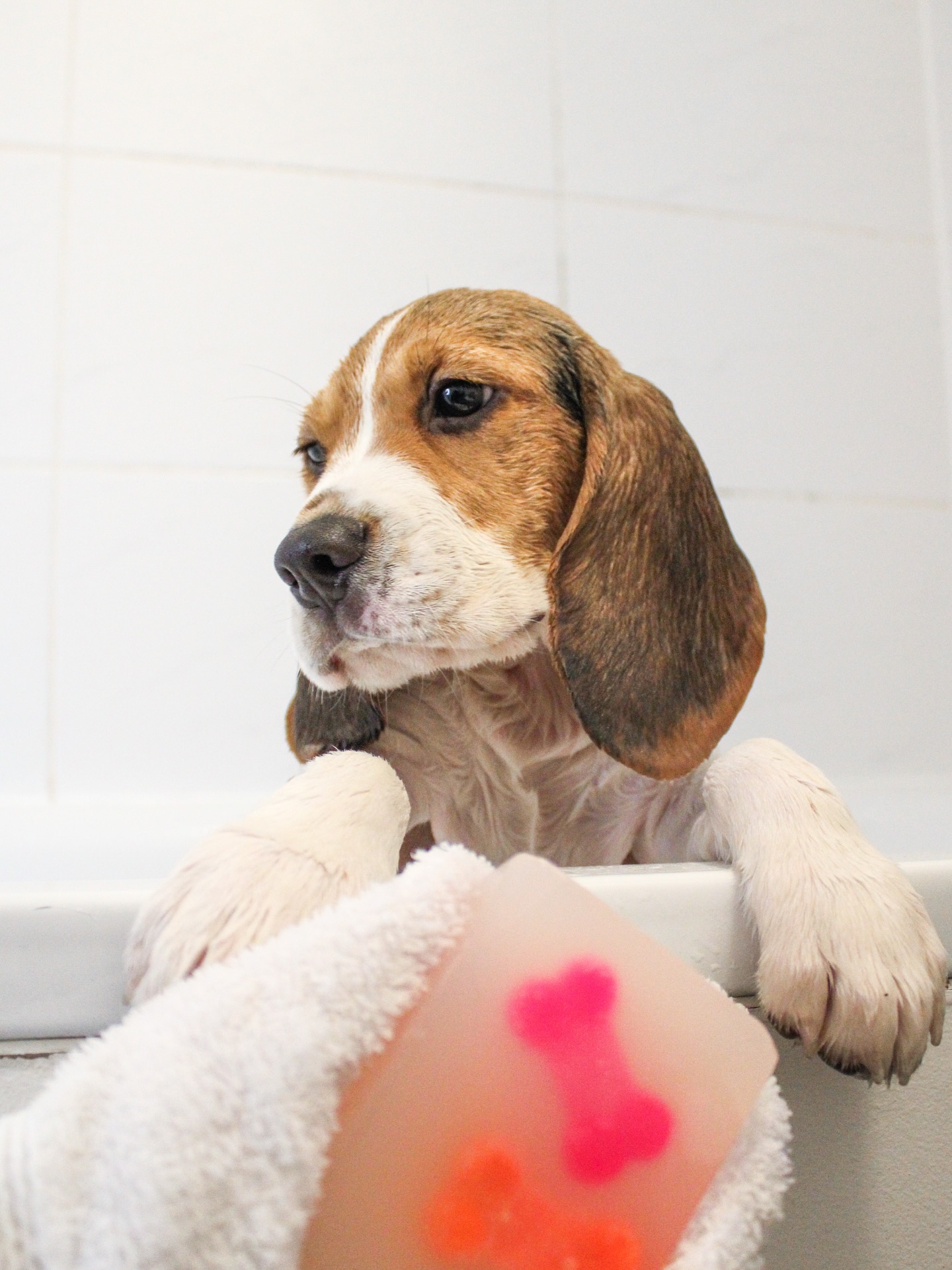Beagle Puppy Getting a Bath