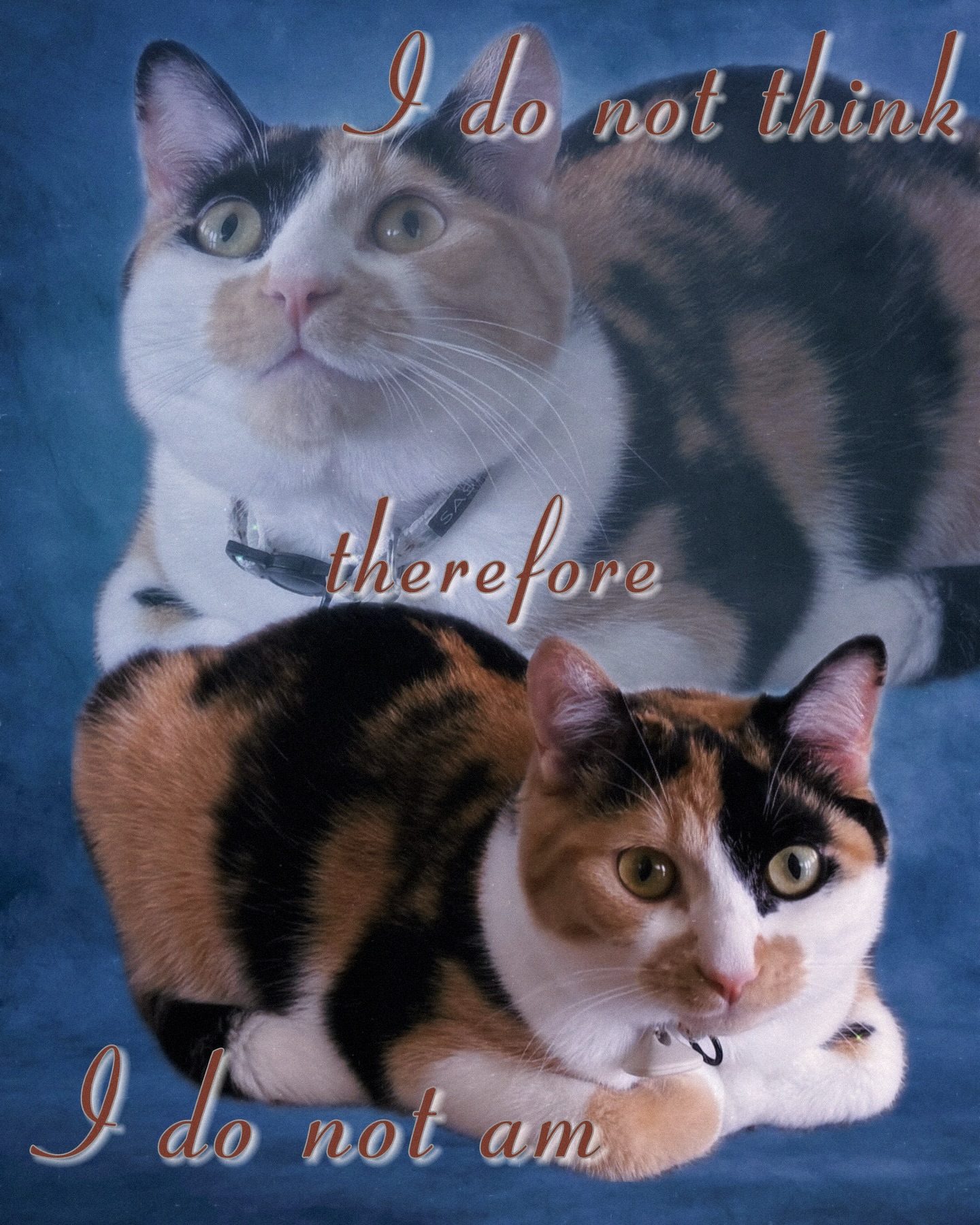 Calico Cat Philosophy Meme