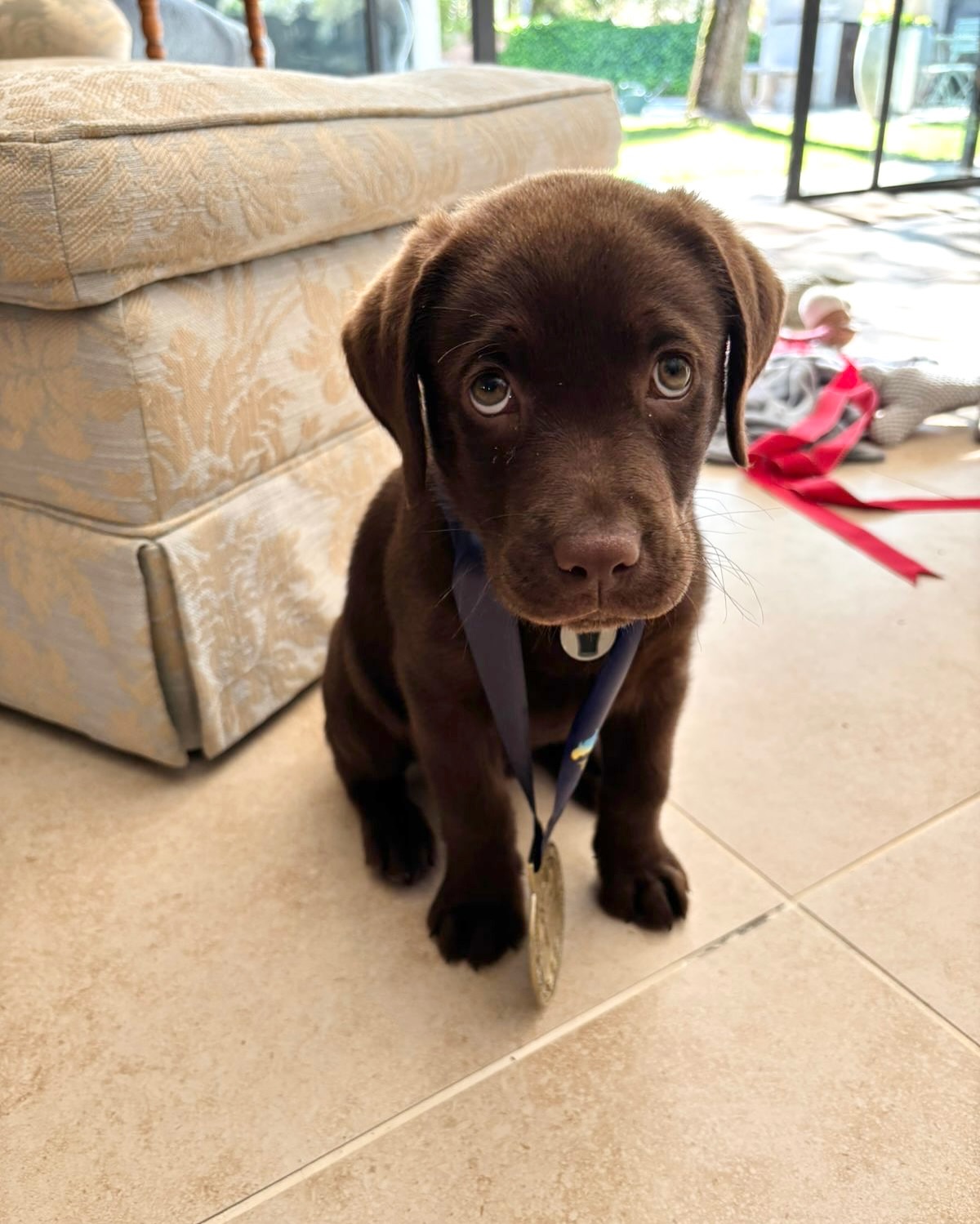 Chocolate Lab Puppy With Medal