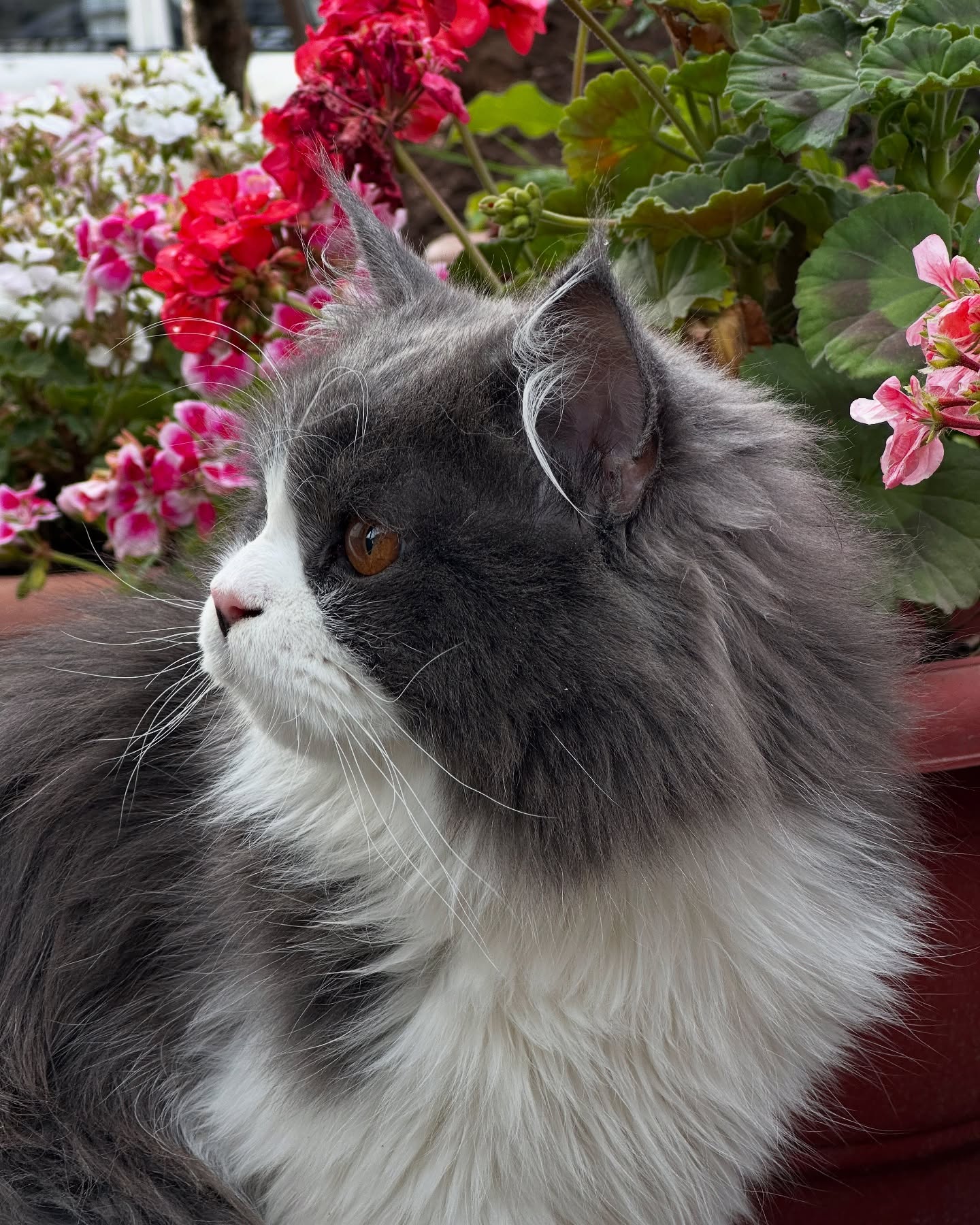 Gray and White Cat Among Garden Flowers