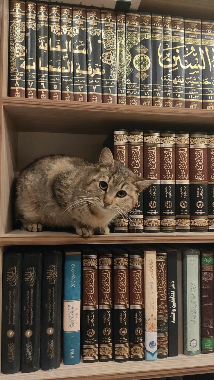 Tabby Cat on a Bookshelf