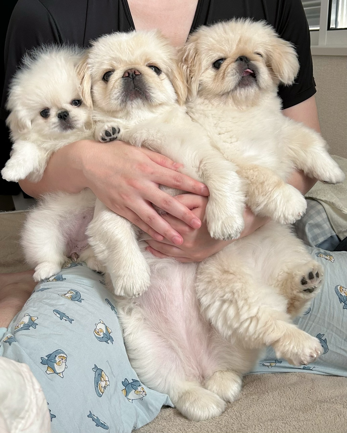 Three Fluffy Puppies Held in Arms