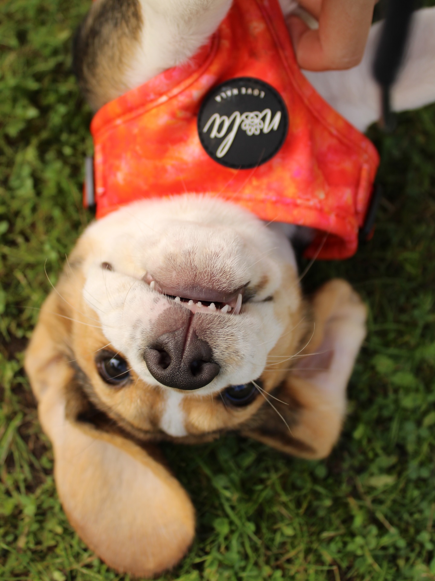 Upside Down Beagle Puppy on Grass