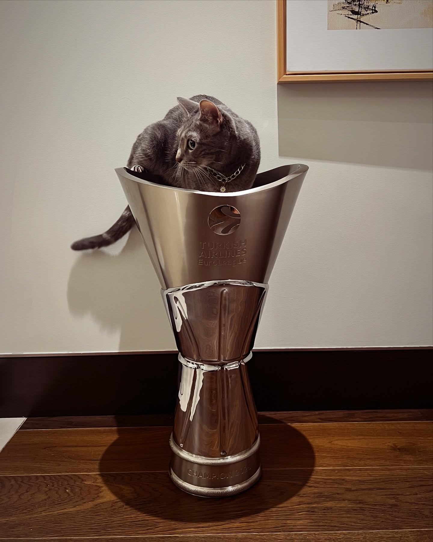 Grey Cat in Championship Trophy