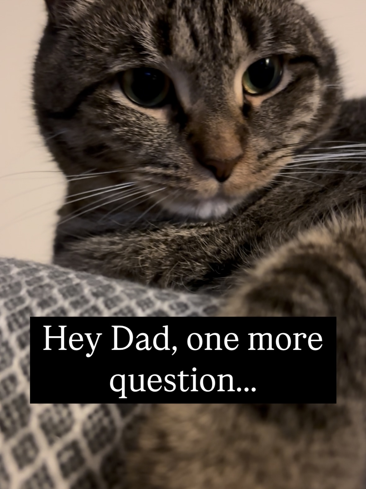 Tabby Cat One More Question Meme