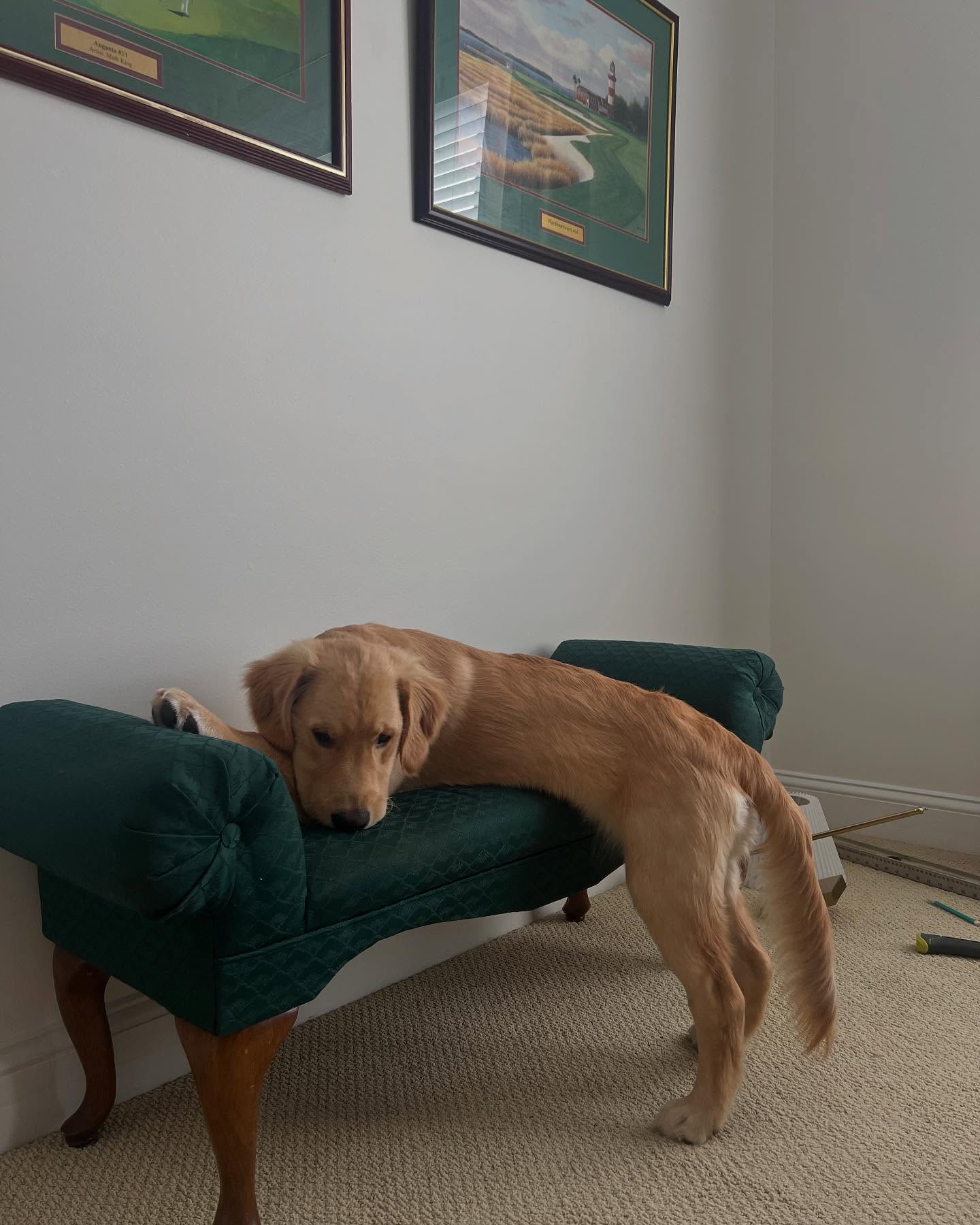 Golden Retriever Lounging On Green Bench