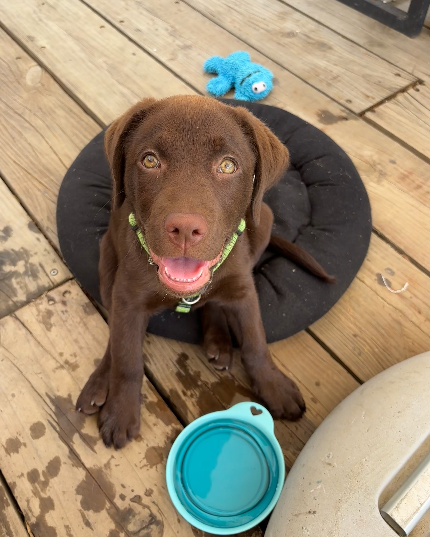 Happy Chocolate Labrador Puppy