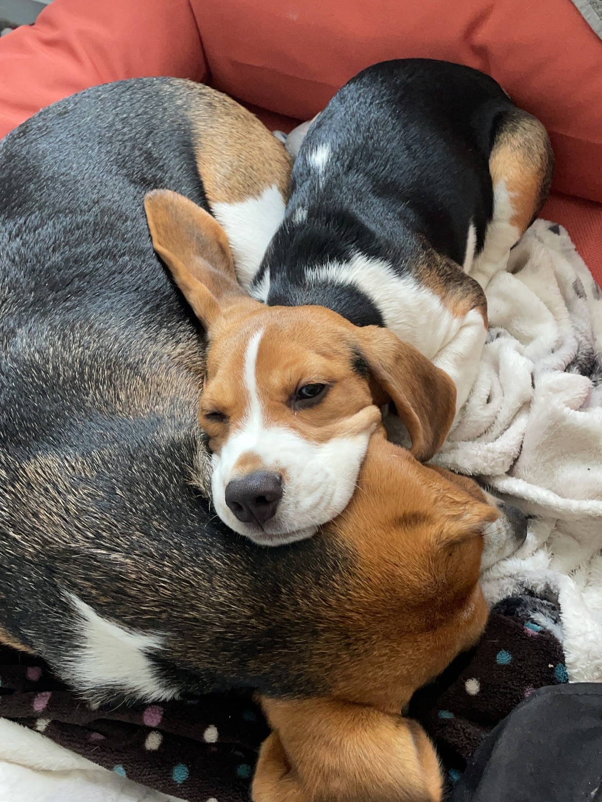 Two Cuddling Beagles Napping on Couch