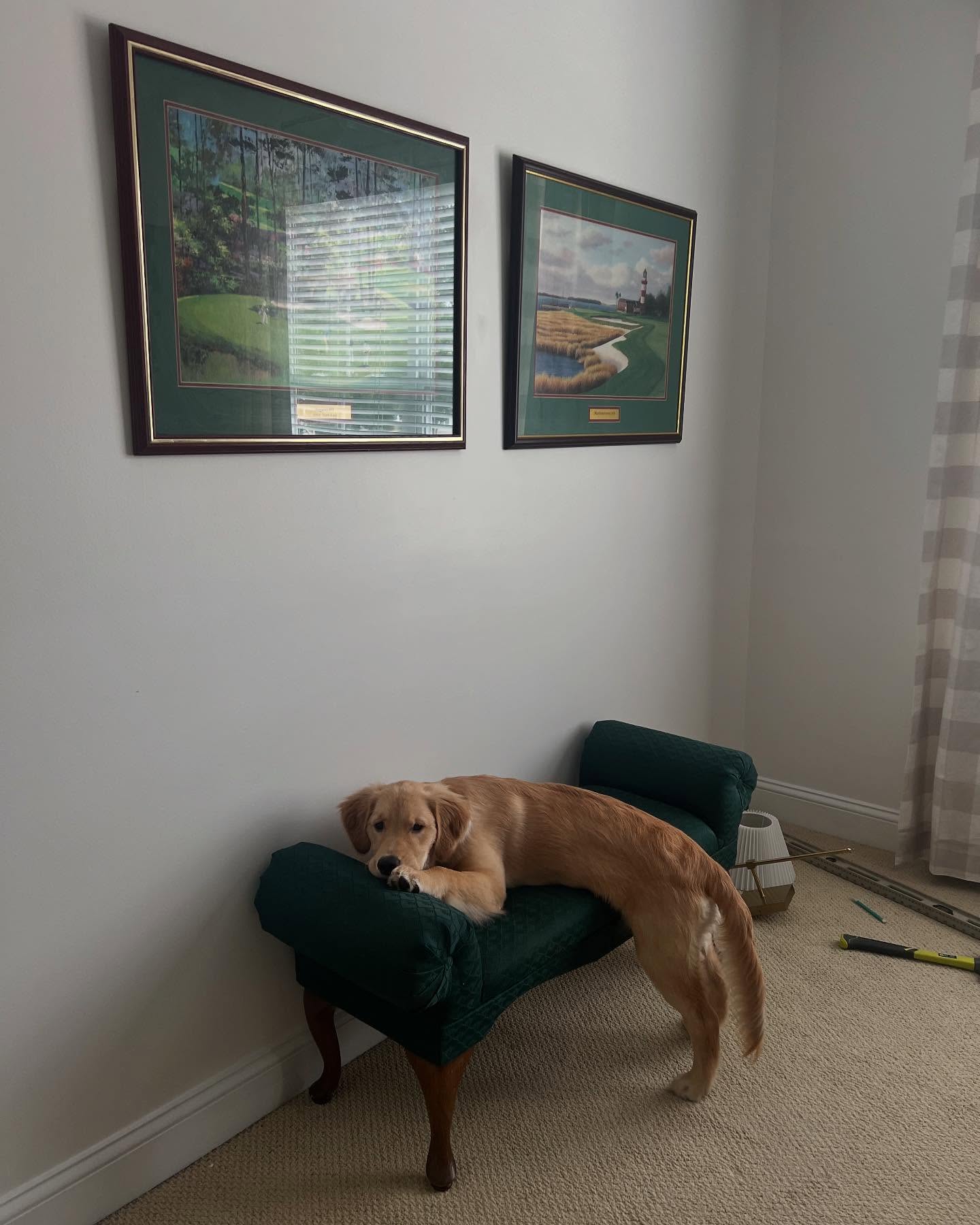 Golden Retriever Stretched on Couch