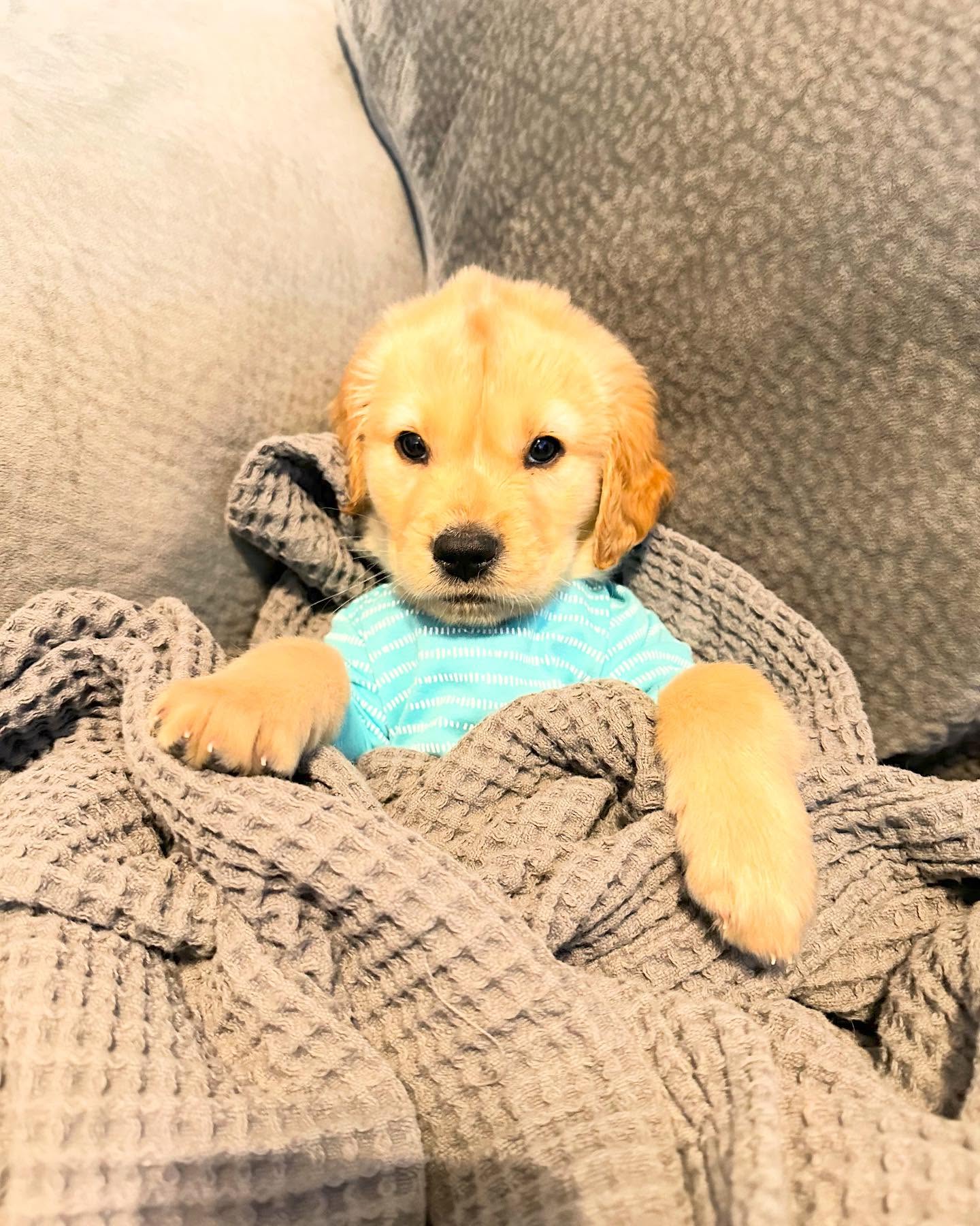Golden Retriever Puppy Snuggled in Blanket