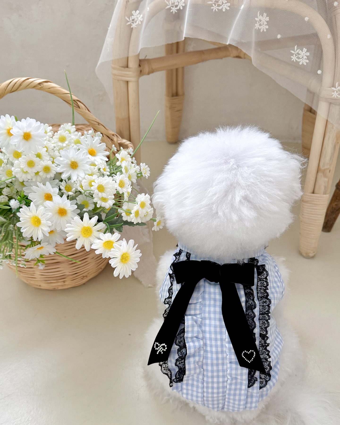 Fluffy White Dog In Blue Check Pet Dress