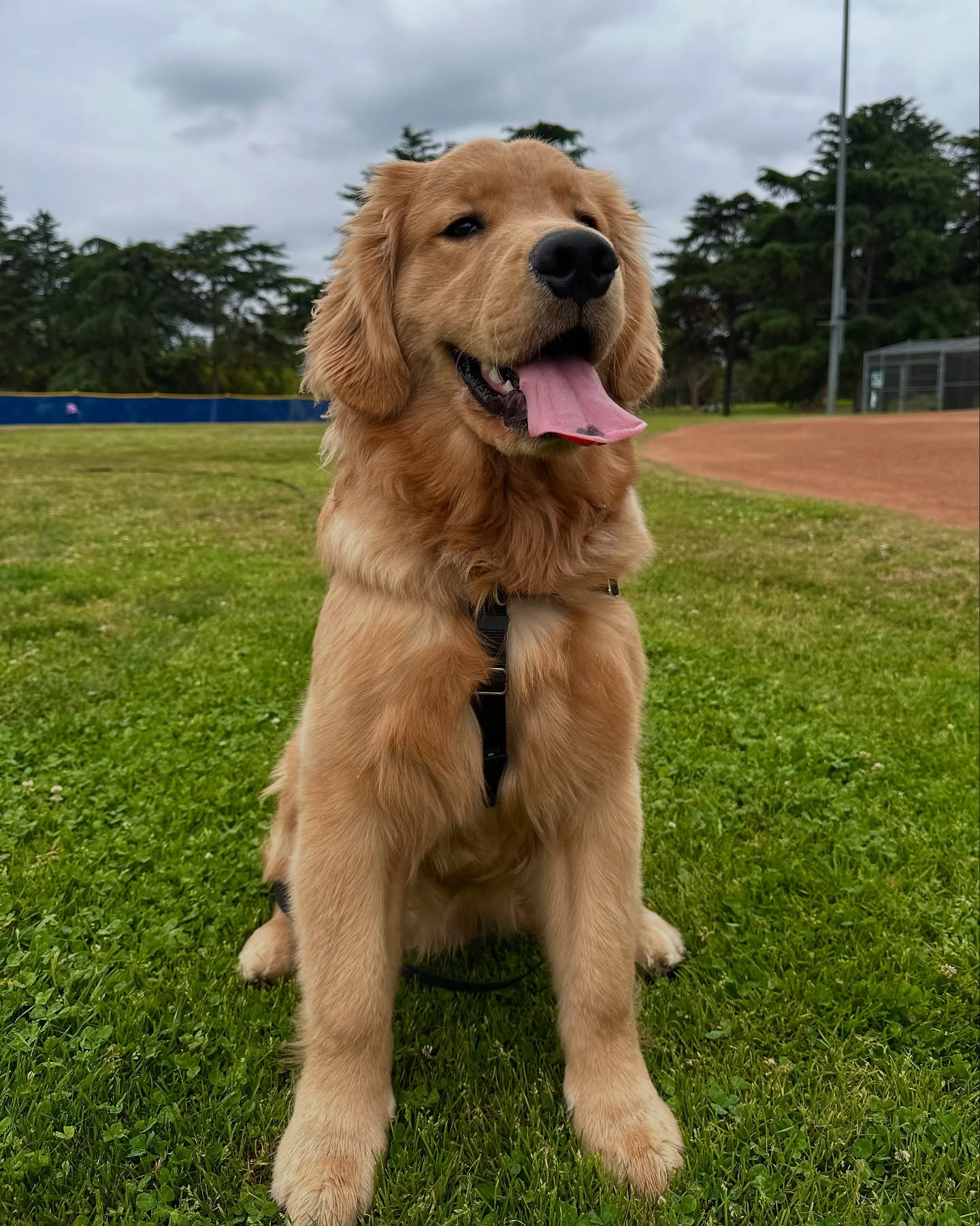 Golden Retriever Sitting in Park