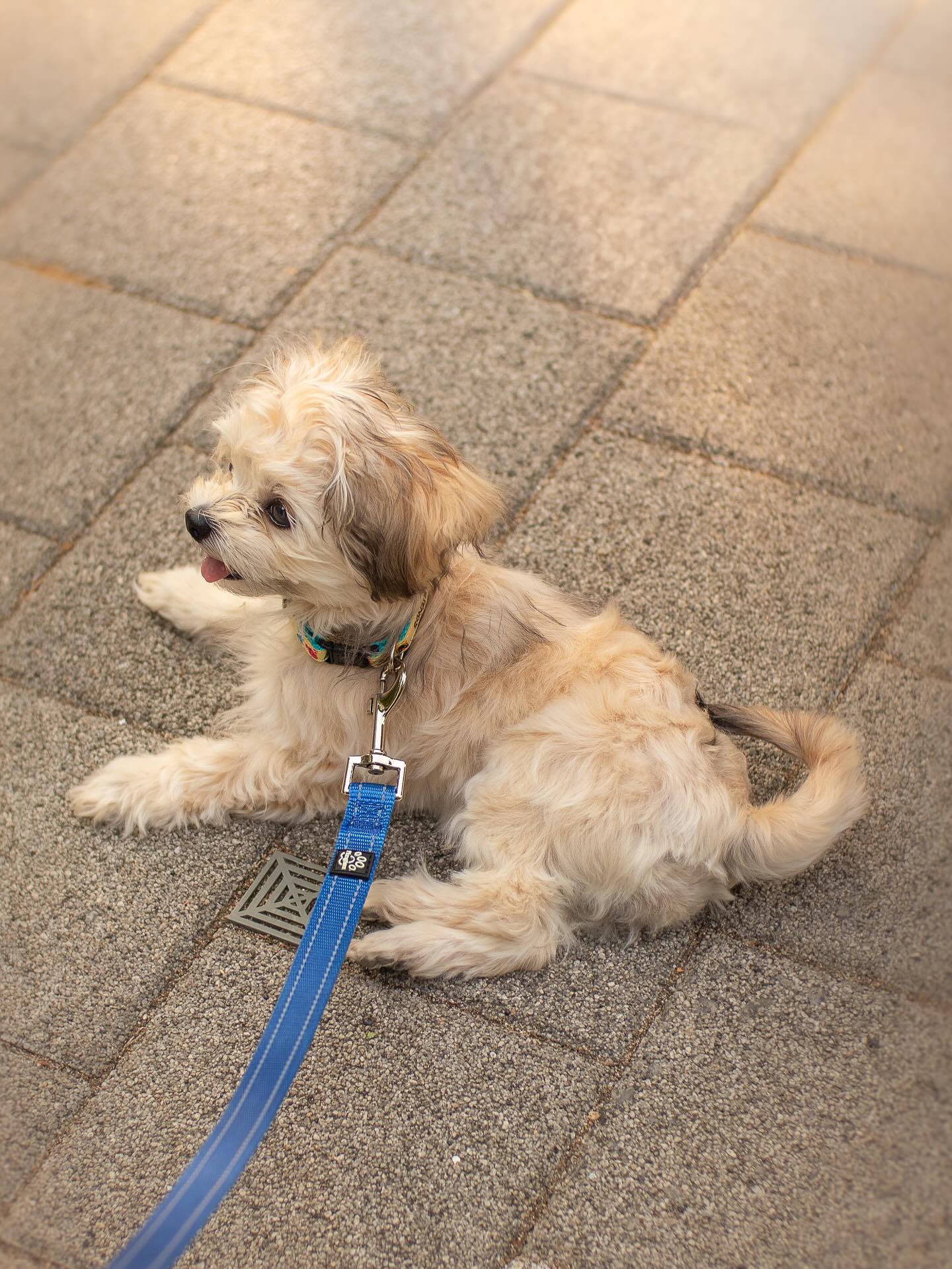 Fluffy Puppy Resting on Pavement