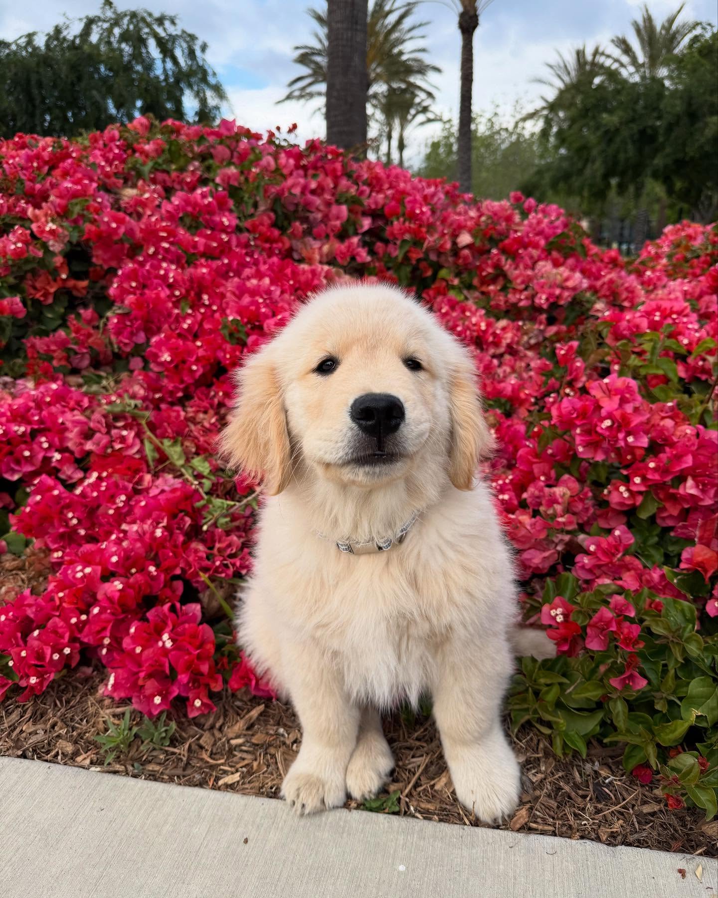 Golden Retriever Puppy In Red Flowers