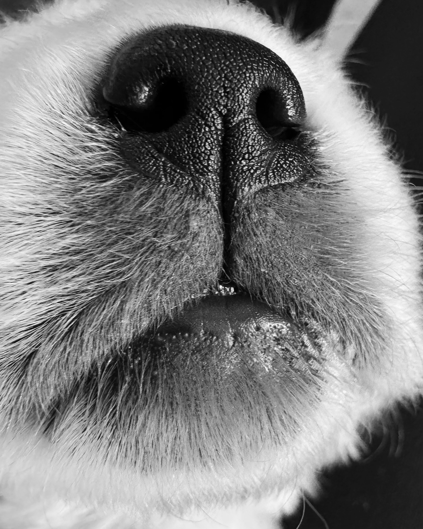 Close Up of a Dog's Muzzle