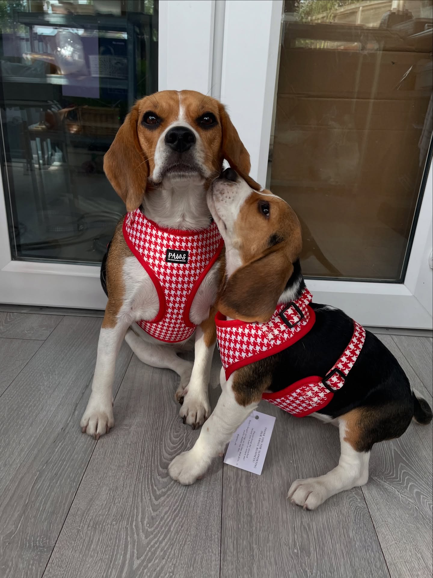 Two Beagles in Matching Harnesses