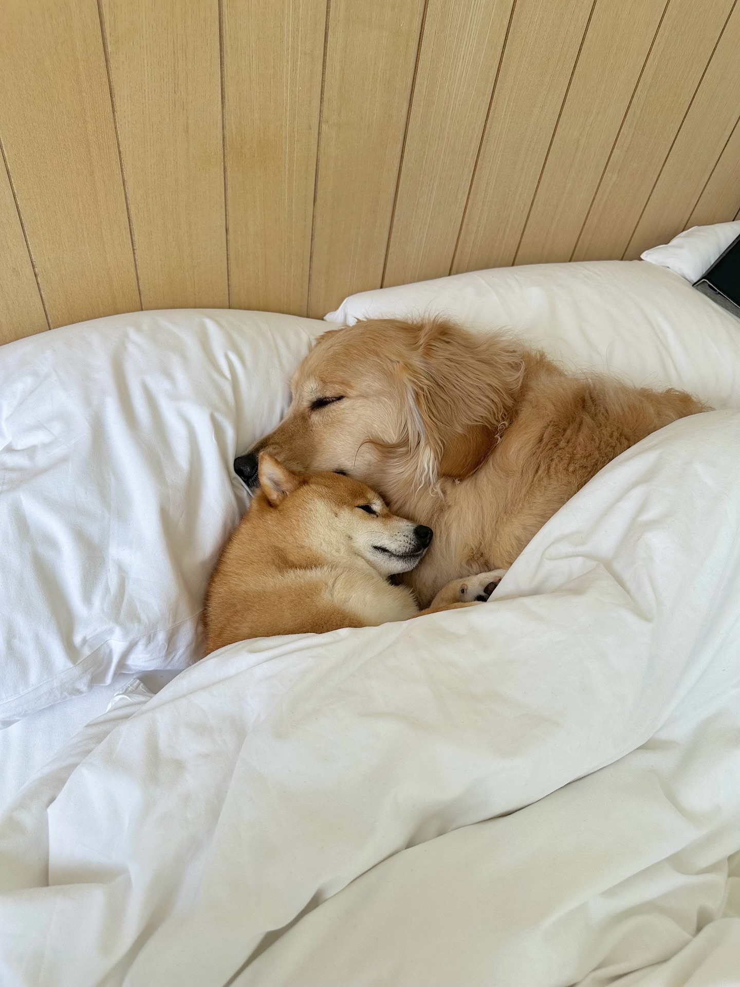 Two Dogs Sleeping Together In Bed