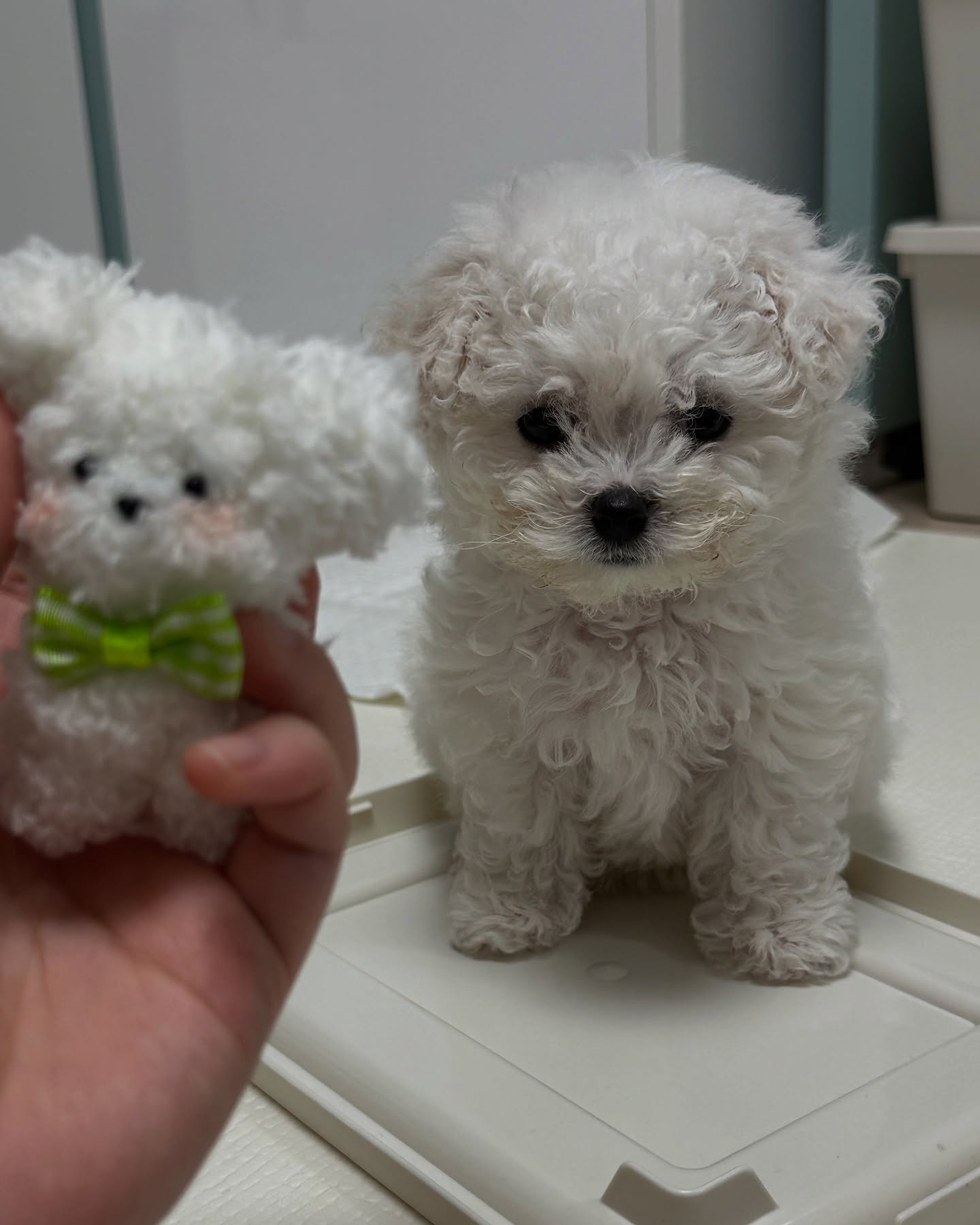 Image 7259 — Pets