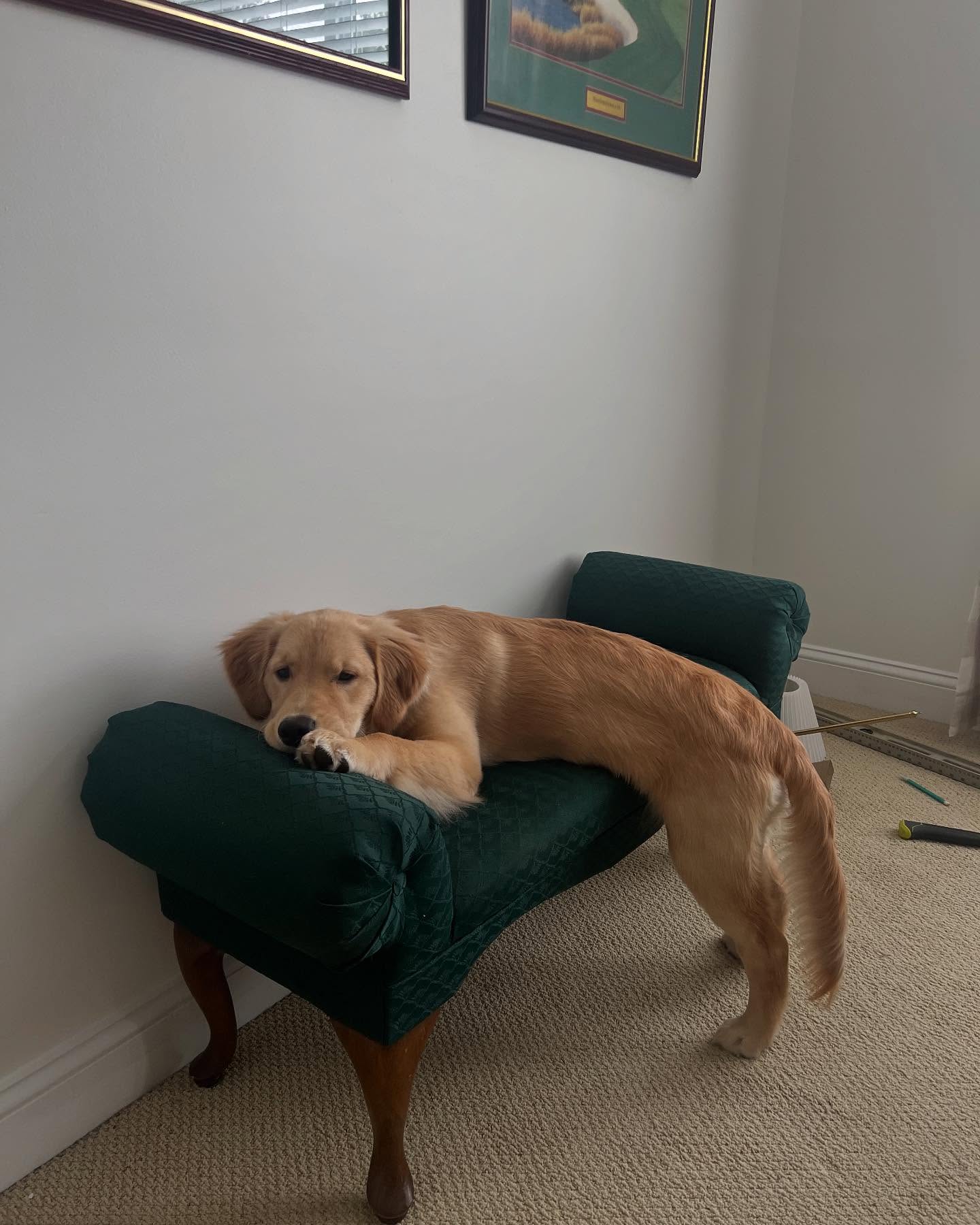 Golden Retriever Stretched on Small Couch