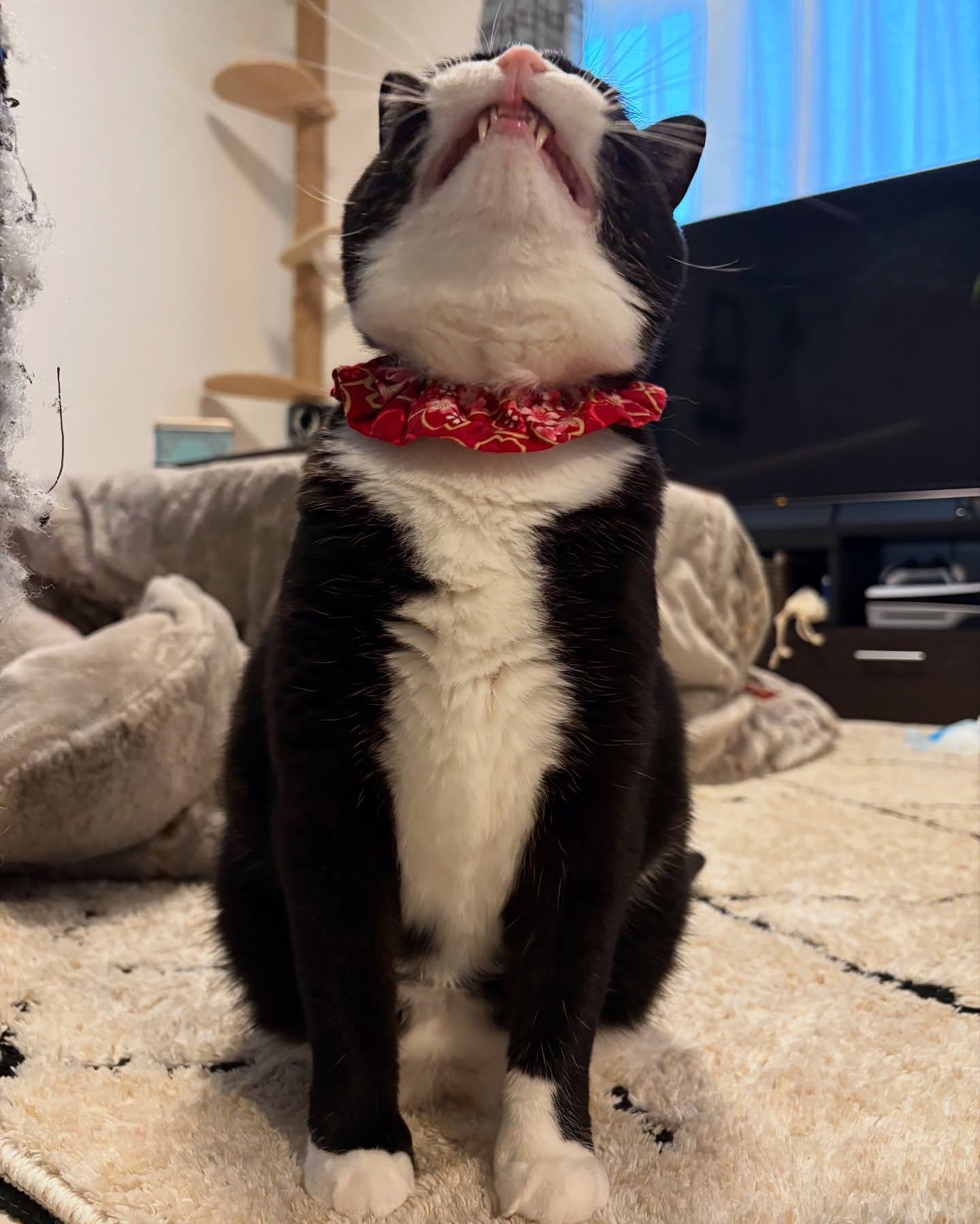 Black and White Cat Looking Up