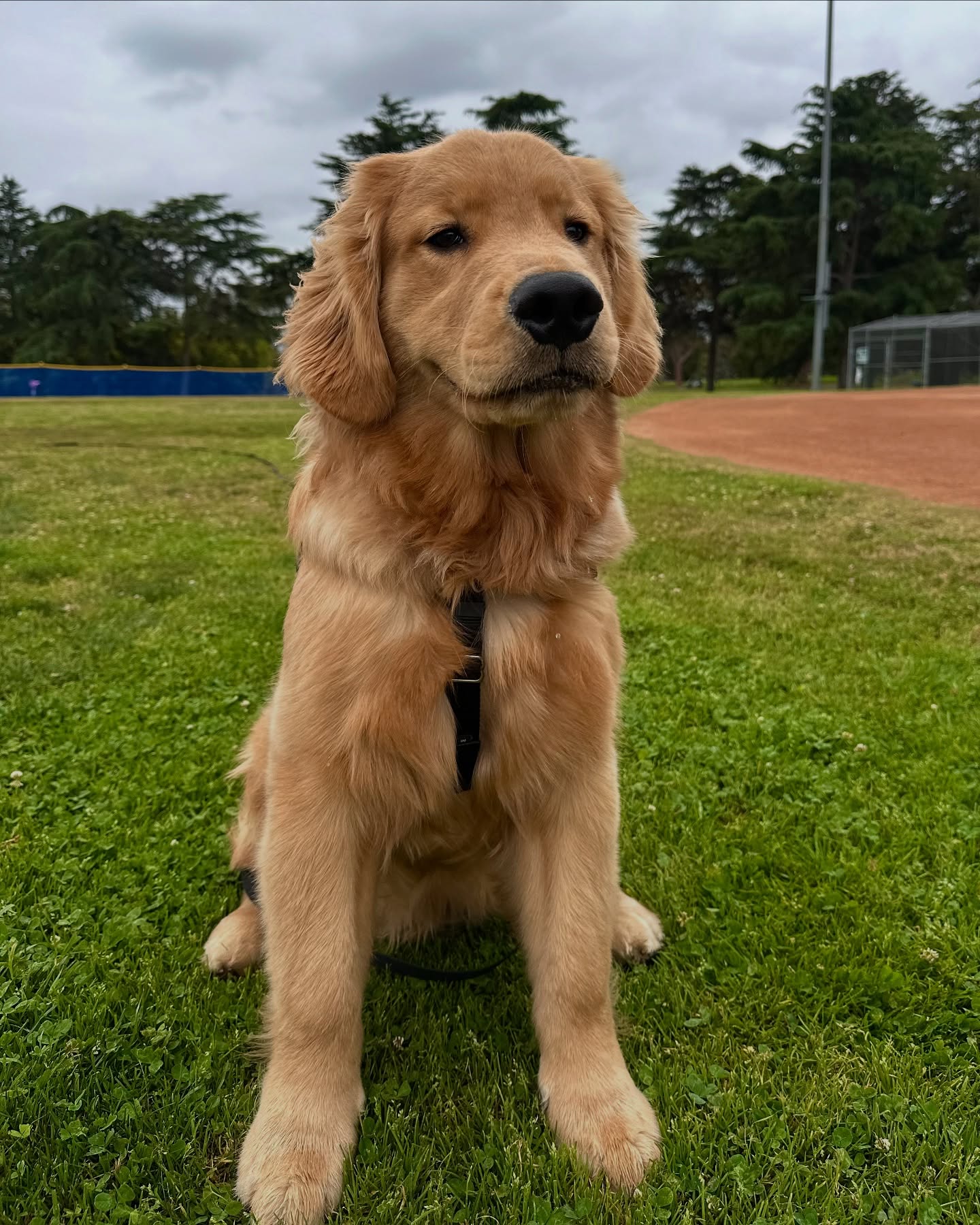 Golden Retriever Sitting in Park