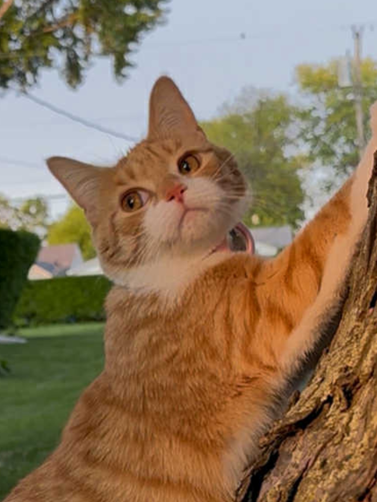 Orange Tabby Cat Climbing Tree