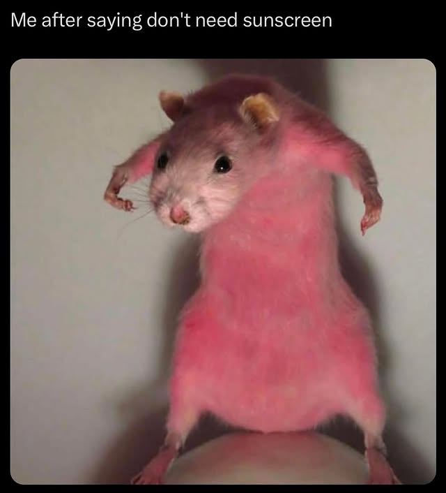 Sunburnt Hamster Sunscreen Meme