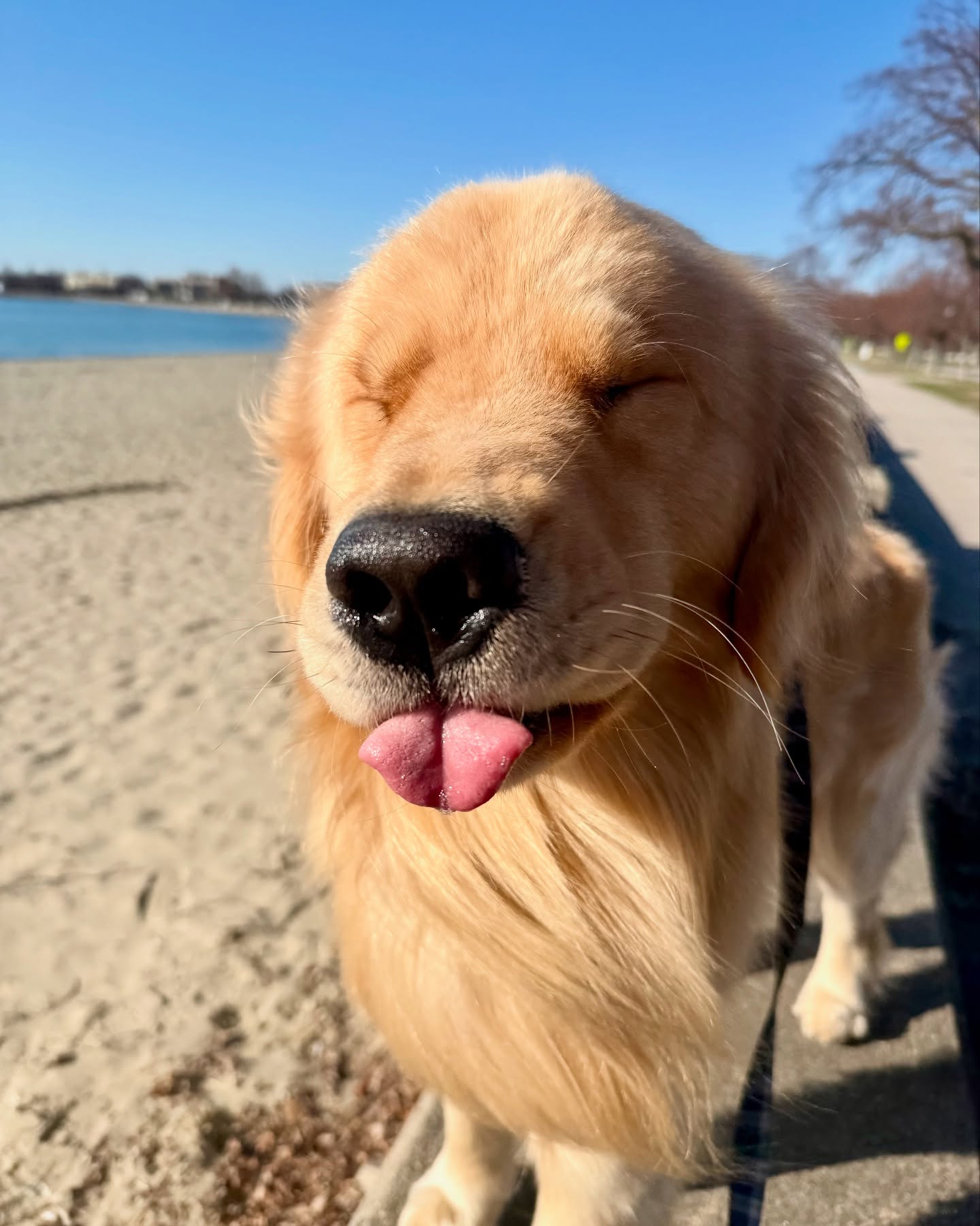 Happy Golden Retriever at Beach