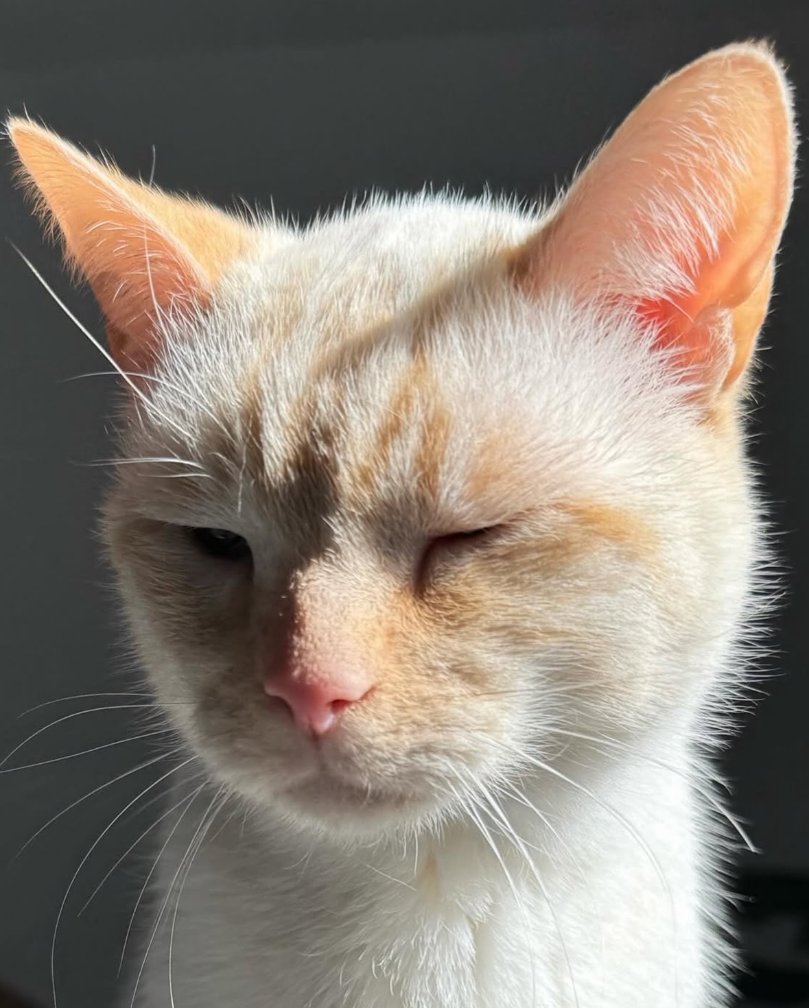 Winking White and Cream Cat