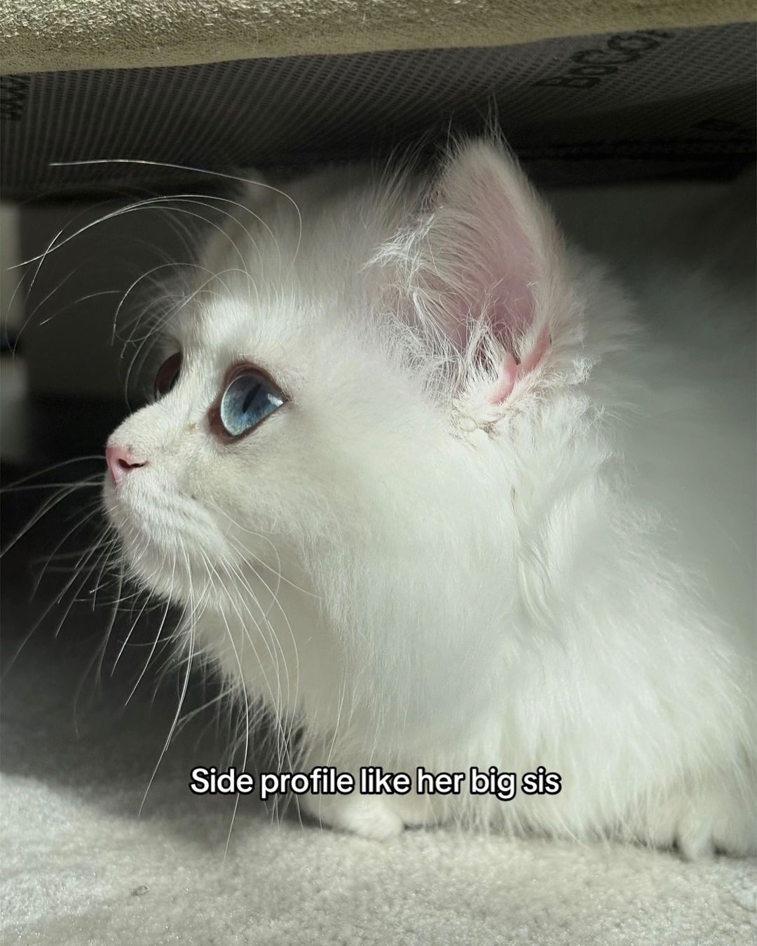 Fluffy White Cat's Side Profile