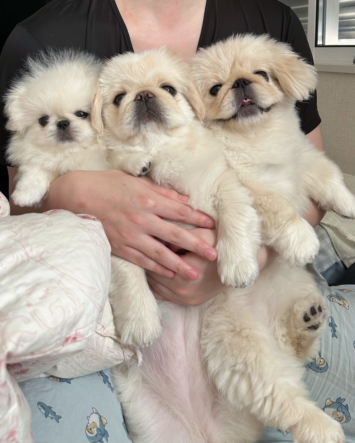 Three Fluffy Cream Puppies Held In Arms