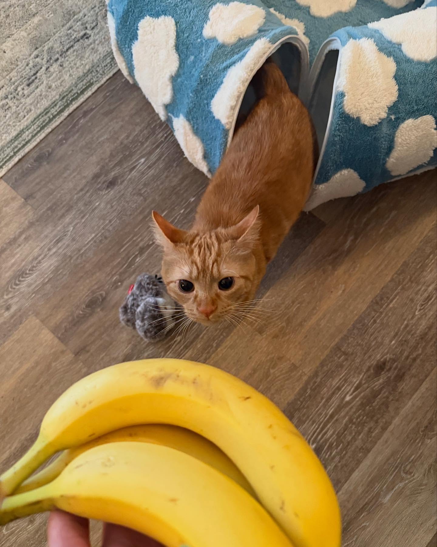 Orange Cat Size Comparison With Bananas