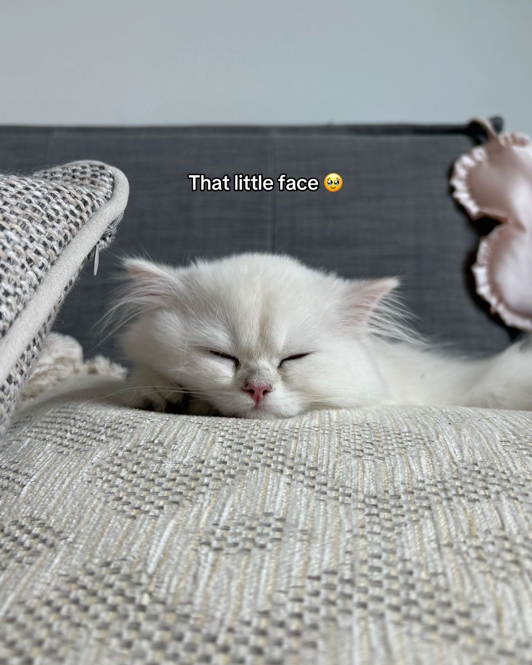 Sleeping Fluffy White Kitten
