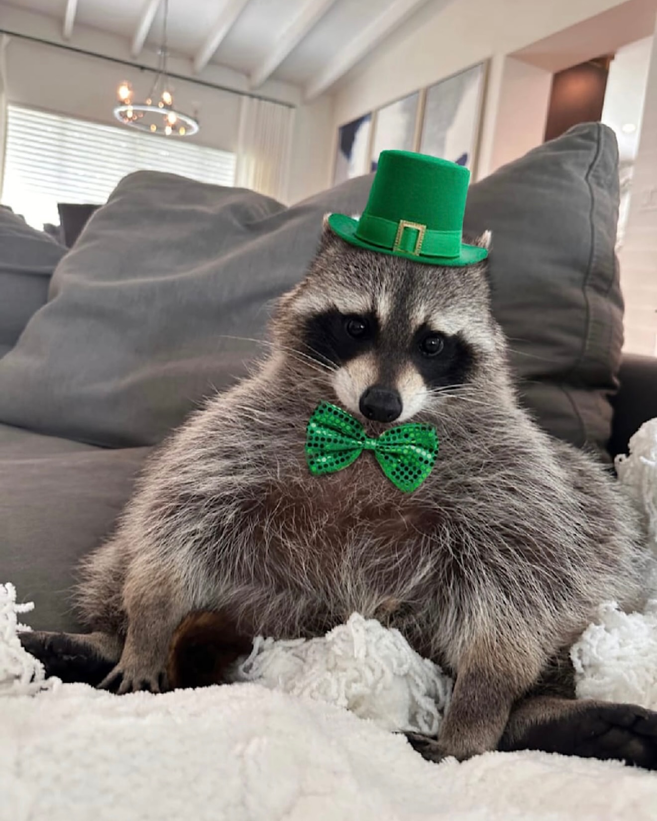 Raccoon Dressed for St Patrick's Day